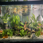 Planted tank