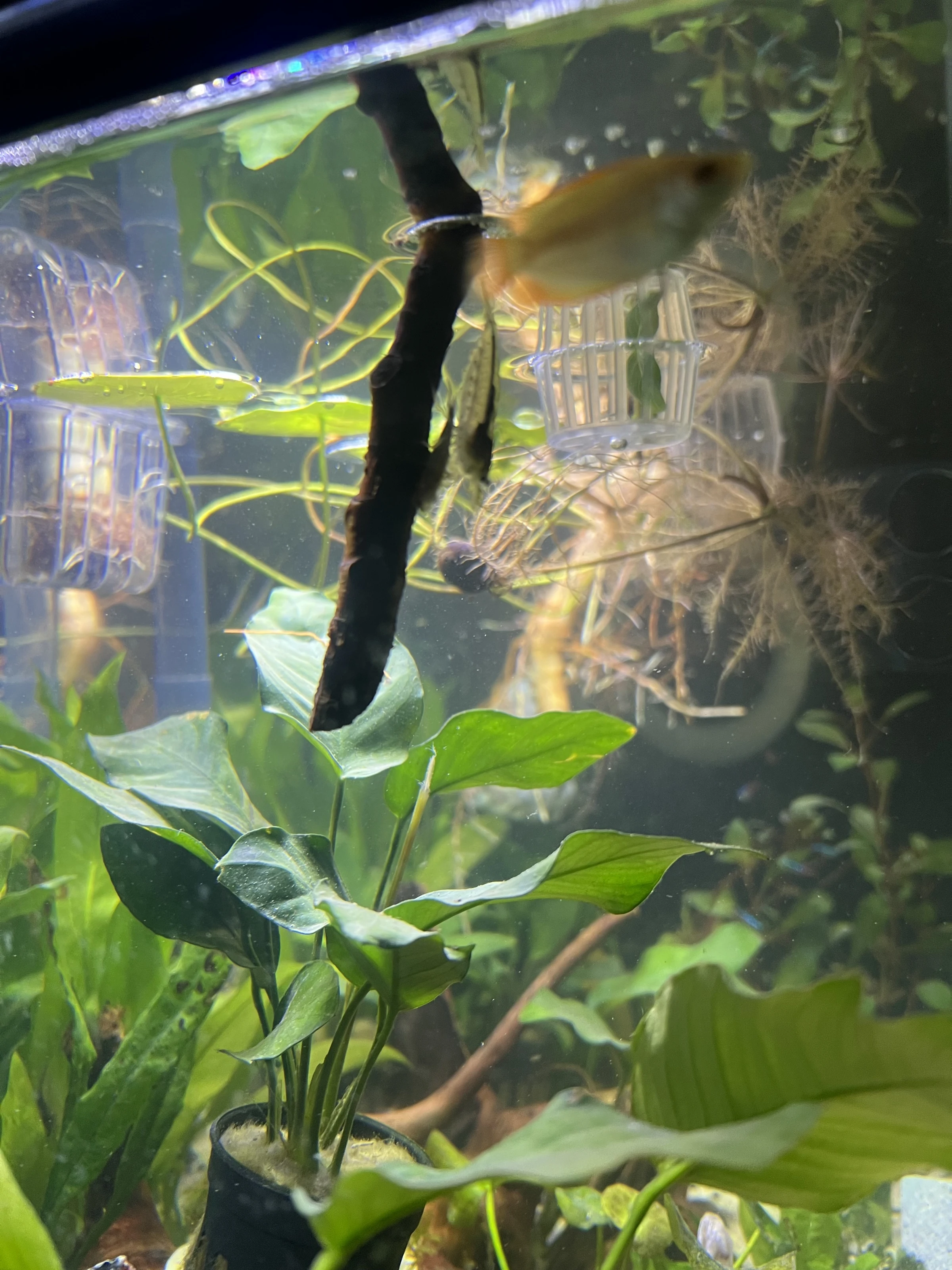A fish near a dark branch with green plants in the lower part of the tank