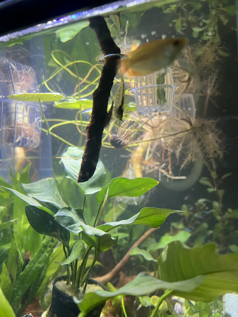 A fish near a dark branch with green plants in the lower part of the tank
