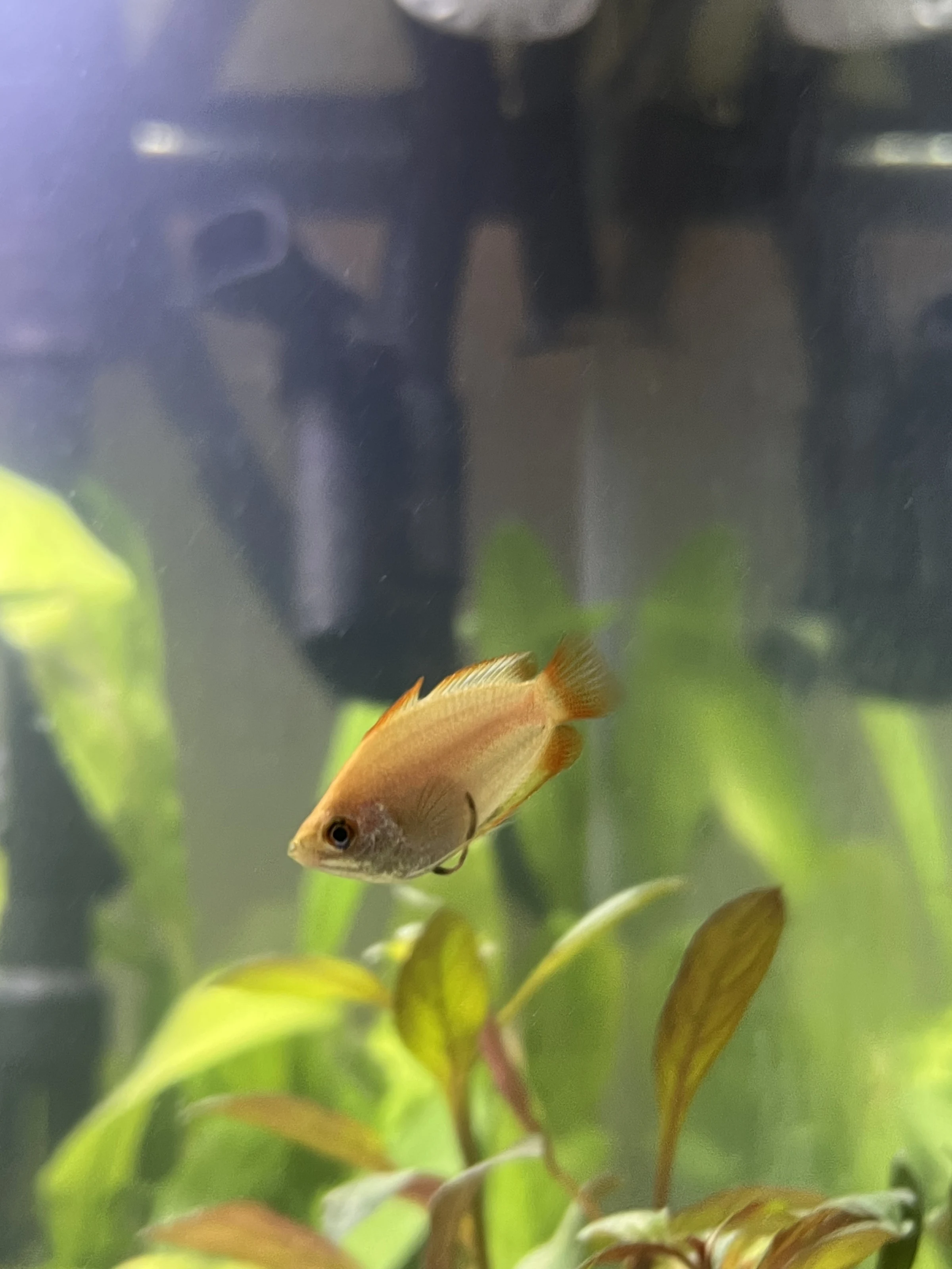 Close-up of a small orange fish swimming among green and red-leaved aquarium plants