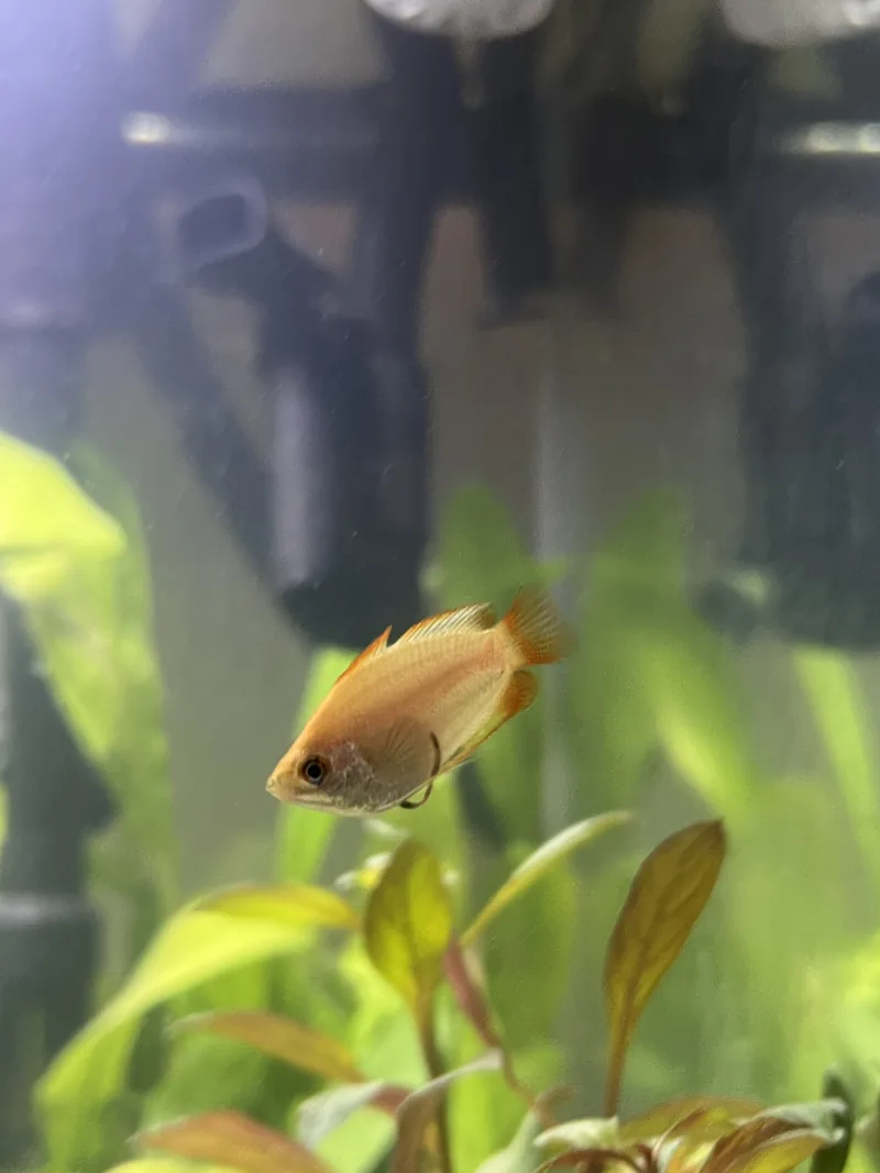 Close-up of a small orange fish swimming among green and red-leaved aquarium plants