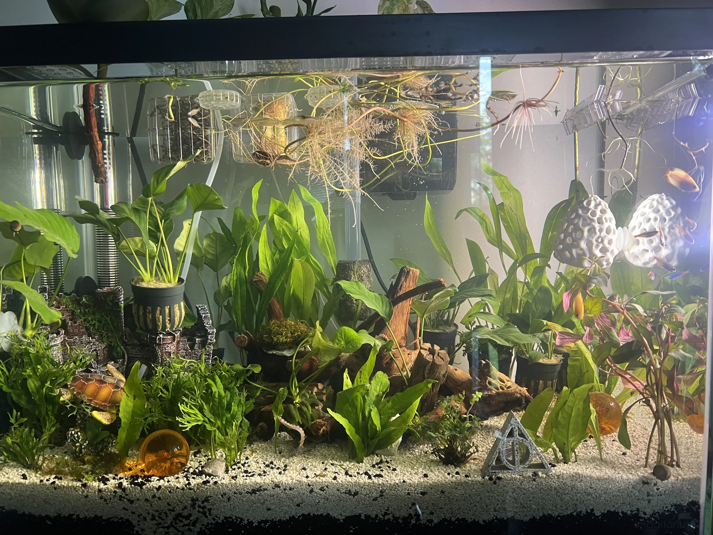 Full planted tank view with live plants, driftwood and ornaments over light gravel