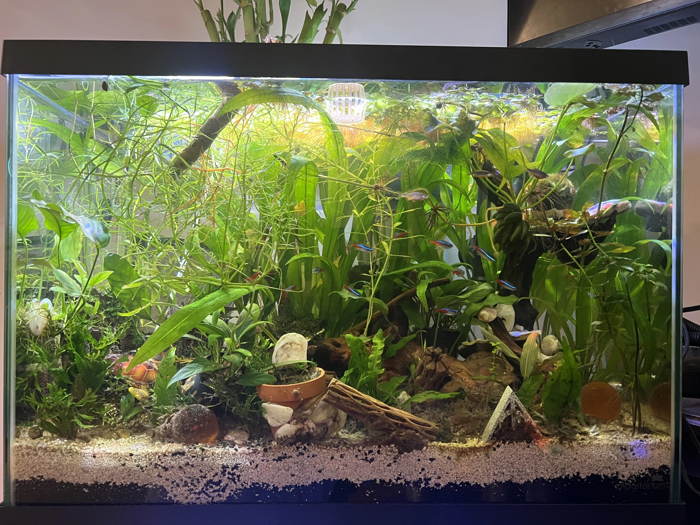 Straight-on view of the full planted tank under a black lid, with green plants, driftwood and light gravel