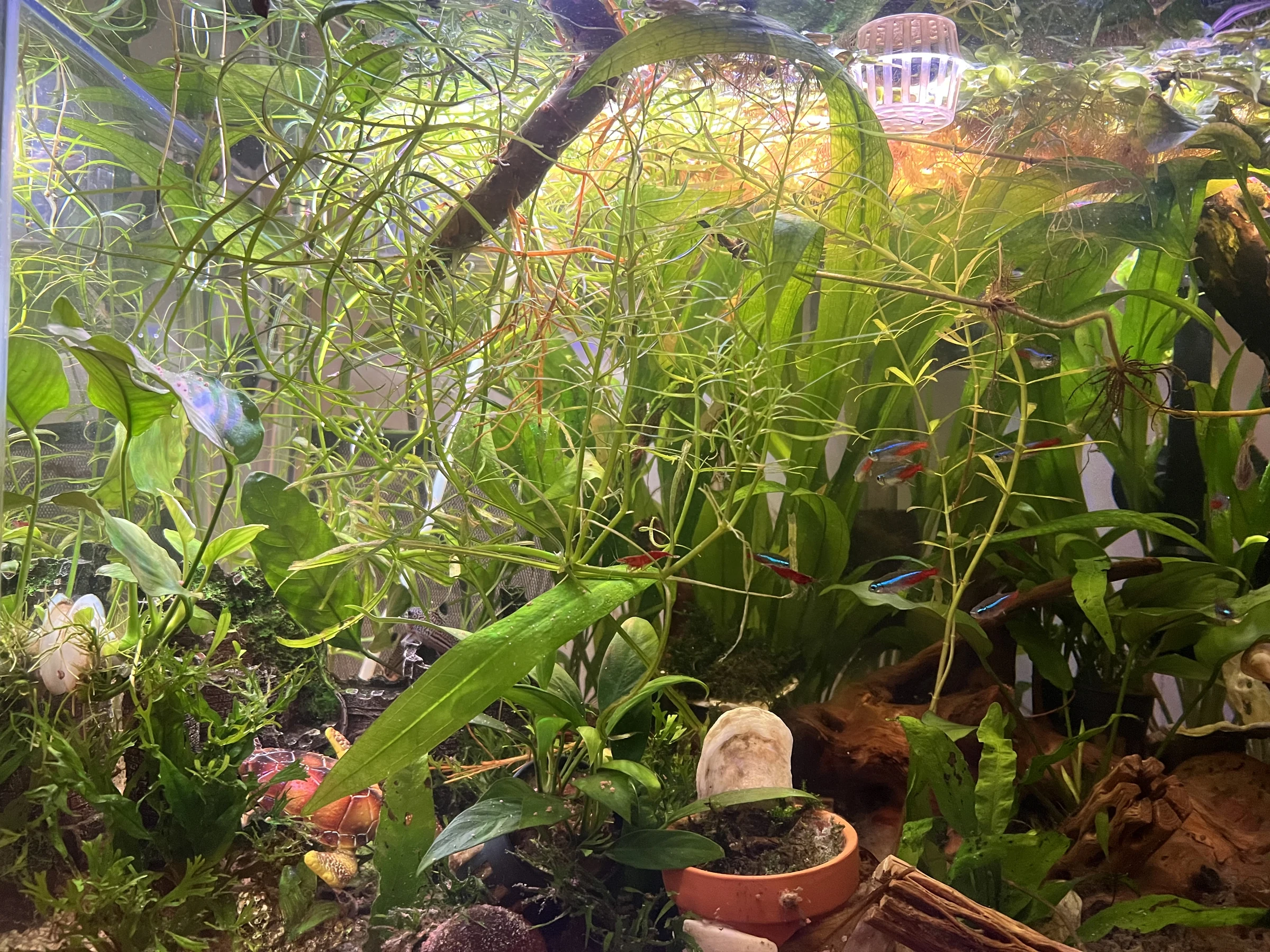 Dense green aquarium plants with a small pot and driftwood near the bottom of the tank