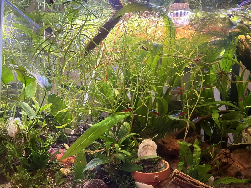 Dense green aquarium plants with a small pot and driftwood near the bottom of the tank