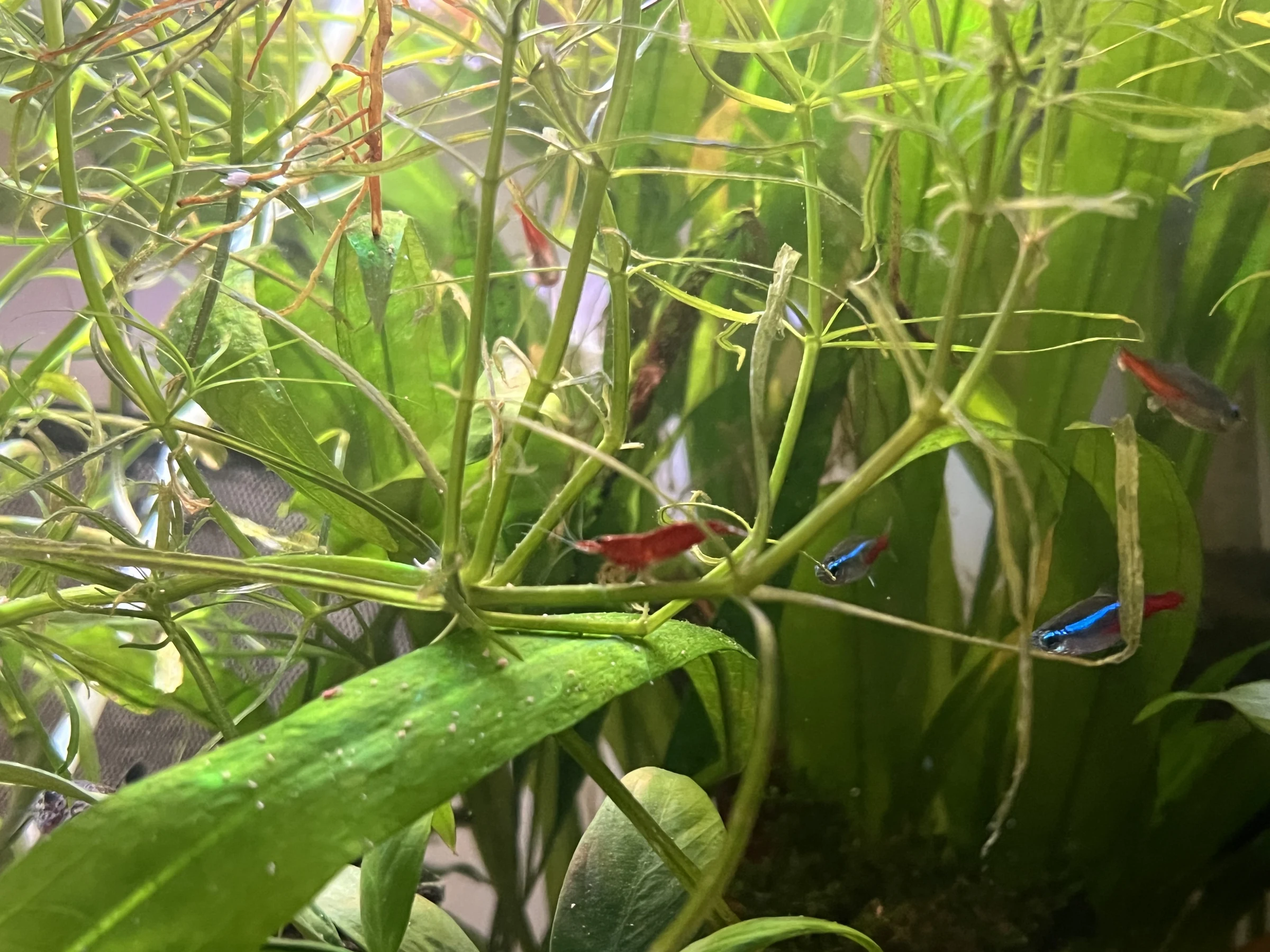 Close-up of thin-stemmed green aquarium plants and a broad green leaf, with small fish partly visible
