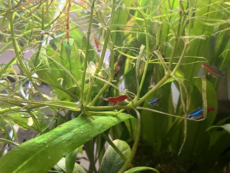 Close-up of thin-stemmed green aquarium plants and a broad green leaf, with small fish partly visible