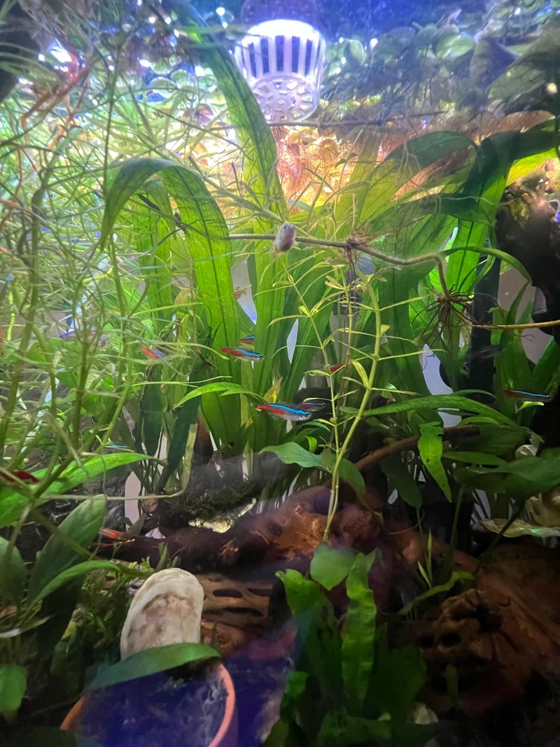 Tall view of leafy green aquarium plants above dark wood and decorations near the bottom