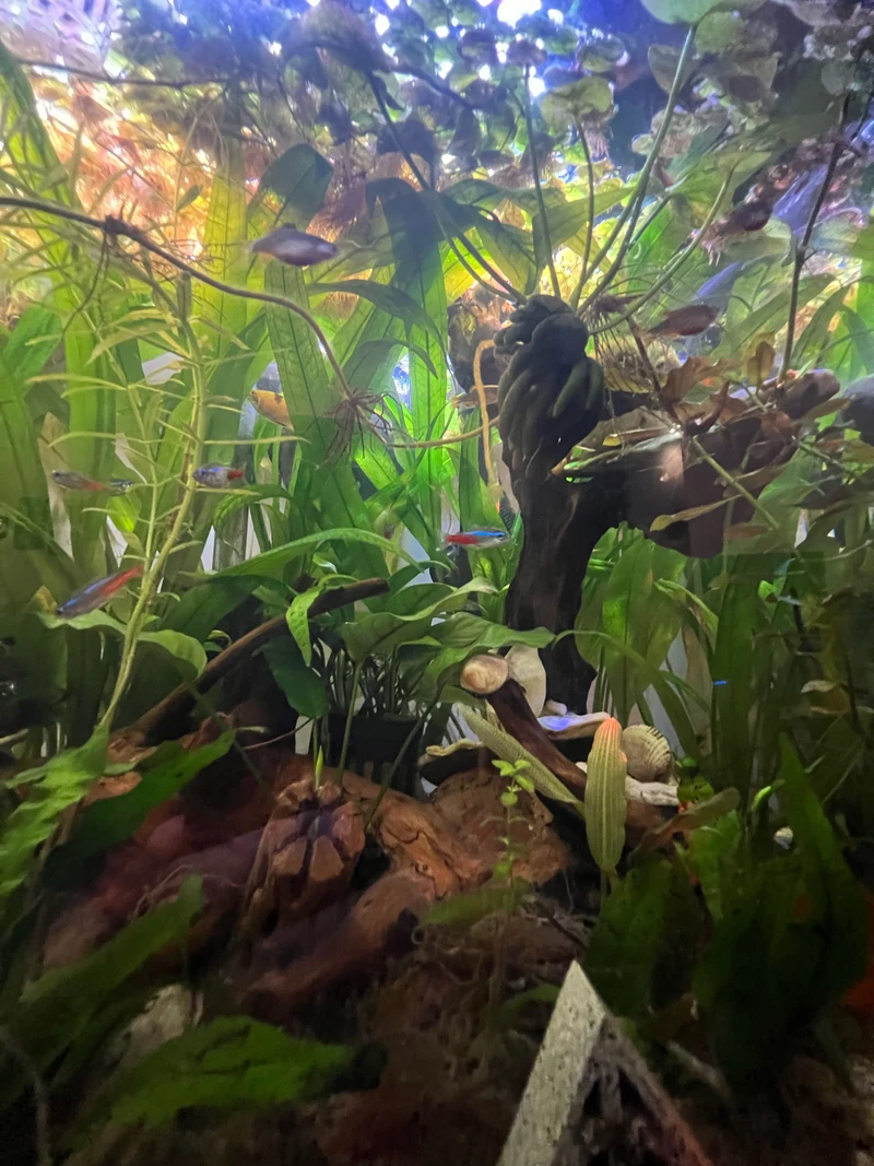 Tall view of green aquarium plants with dark driftwood and decorations in the lower part