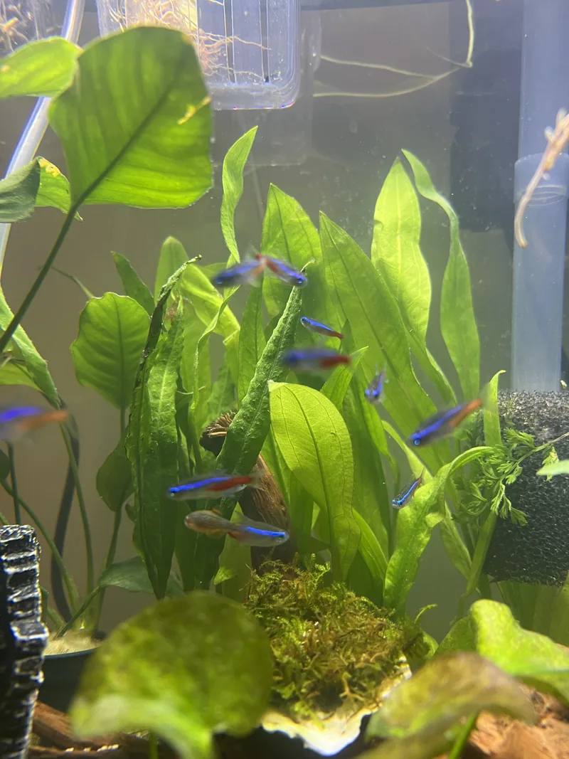 Small fish with blue and red stripes swimming among broad green aquarium plants
