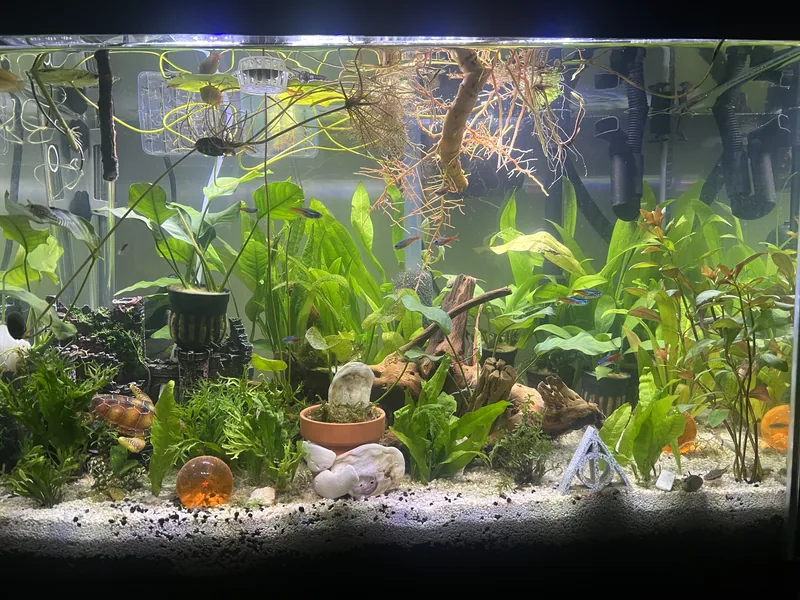 Another full view of the planted aquarium from slightly closer